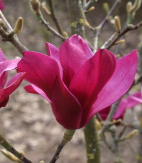 Magnolia 'Pink Pyramid'